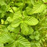 Filipendula ulmaria Leaf