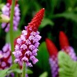 Primula vialiiΛουλούδι