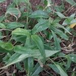 Commelina erecta Leaf