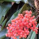 Aechmea miniata Φρούτο