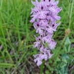 Neotinea tridentata Flower