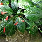 Ruellia brevifolia অভ্যাস