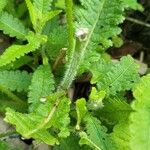 Pedicularis lanceolata Leaf