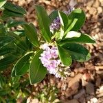 Veronica salicifolia Flor