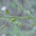 Lepidium graminifolium Buveinė