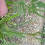 Coreopsis basalis Leaf