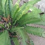 Asplenium antiquum Leaf