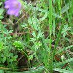 Geranium columbinum Yaprak