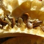 Citrullus colocynthis Fruto