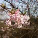 Viburnum farreriKwiat