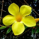 Allamanda cathartica Kvet