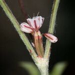 Eriogonum vimineum Flor