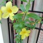 Allamanda schottii Flower