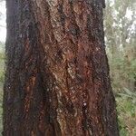 Eucalyptus sideroxylon Kůra