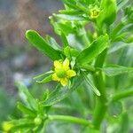 Ranunculus sceleratus Floare