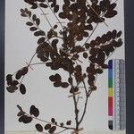 Dalbergia sericea अन्य