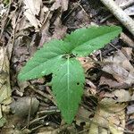 Panax quinquefolius Blad