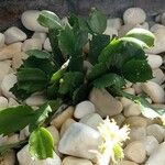 Schlumbergera truncata Leaf