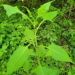 Lactuca floridana Hoja