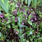 Pulmonaria affinis Libunga