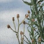 Conyza bonariensis 花