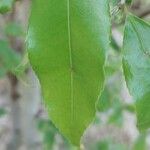 Camellia sinensis Blatt