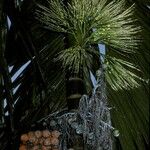 Areca catechu Flor