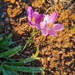 Crocus corsicus Floro