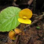 Begonia potamophila