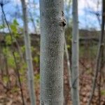 Populus tremuloides പുറംതൊലി