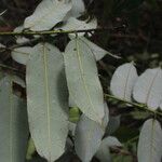 Mabea montana Leaf