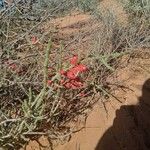 Cylindropuntia leptocaulisHedelmä