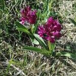 Anacamptis papilionacea Цвят