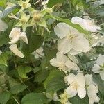 Philadelphus coronariusFlower