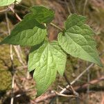 Clematis occidentalis Лист