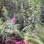 Epilobium angustifolium موطن