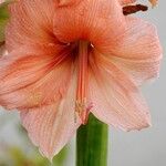 Hippeastrum reginae Other