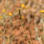 Eragrostis elongata ശീലം