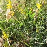 Crotalaria goreensis Habit