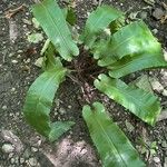 Asplenium scolopendrium Лист