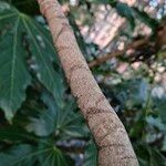 Fatsia japonica Bark