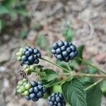 Lantana viburnoides Fruit