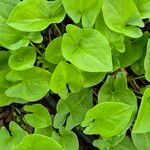 Arisarum vulgareBlatt