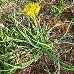 Bulbine abyssinica Folha