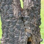 Cassipourea mollis Rinde