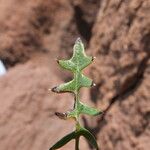 Mutisia hamata Leaf