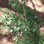 Juniperus bermudiana ഫലം