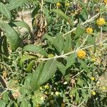 Buddleja globosa पत्ता