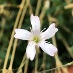Gypsophila repens Flor
