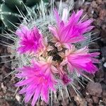 Mammillaria tetrancistra Flower
